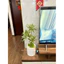 cây giả nhân tạo - cây thuỷ trúc 3 nhánh 60cm