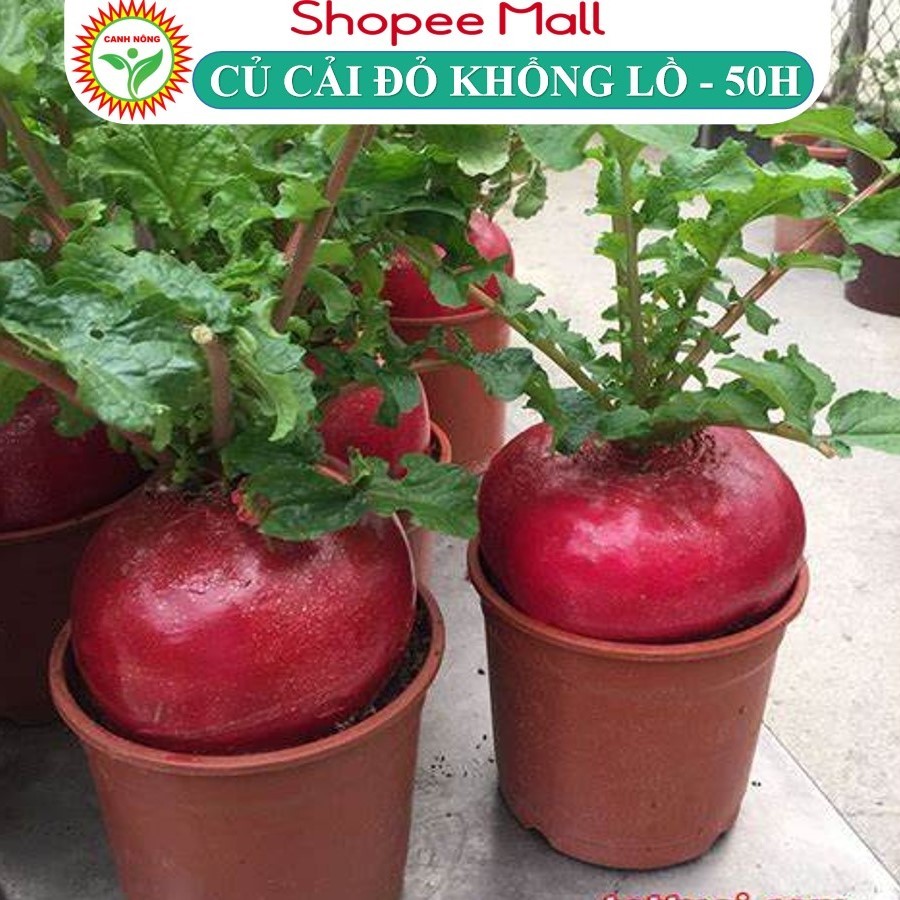Hạt Giống Củ Cải Tròn Đỏ Khổng Lồ Giống Đẹp Mắt Giàu Dinh Dưỡng Thích Hợp Trồng Tết - Hạt Giống CANH NÔNG