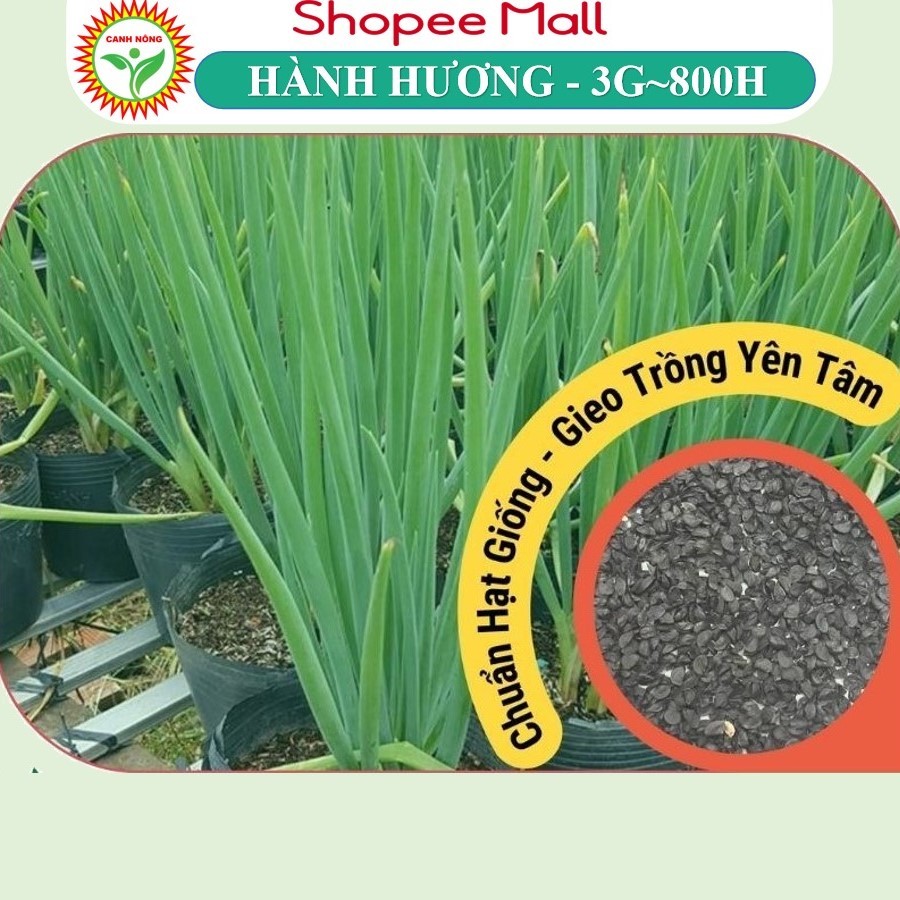 Hạt giống Hành Hương Hành Lá Chịu Nhiệt (3g~800 hạt) sinh trưởng mạnh, trồng quanh năm - Hạt giống CANH NÔNG