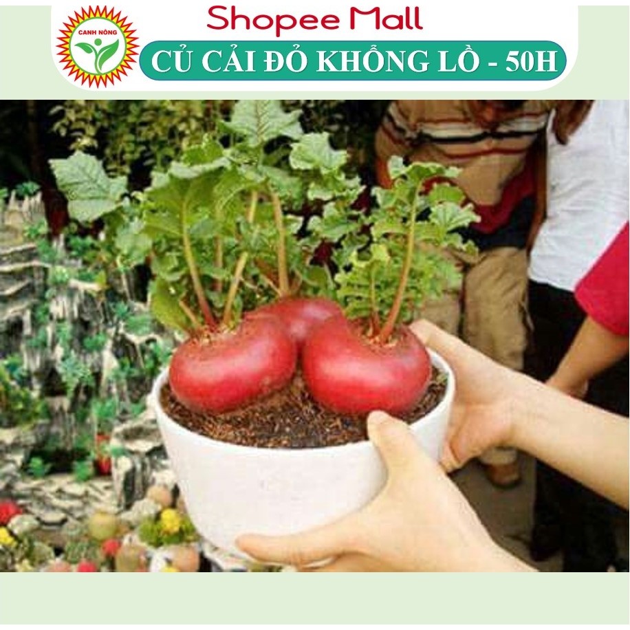 Hạt Giống Củ Cải Tròn Đỏ Khổng Lồ Giống Đẹp Mắt Giàu Dinh Dưỡng Thích Hợp Trồng Tết - Hạt Giống CANH NÔNG