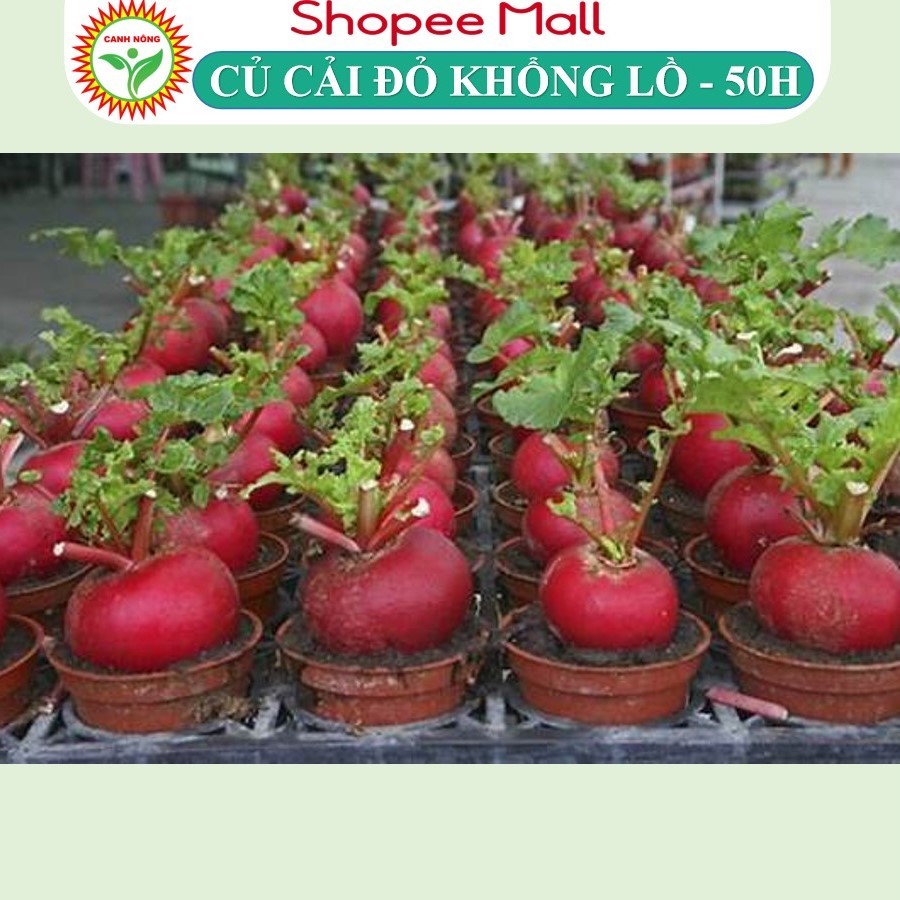 Hạt Giống Củ Cải Tròn Đỏ Khổng Lồ Giống Đẹp Mắt Giàu Dinh Dưỡng Thích Hợp Trồng Tết - Hạt Giống CANH NÔNG