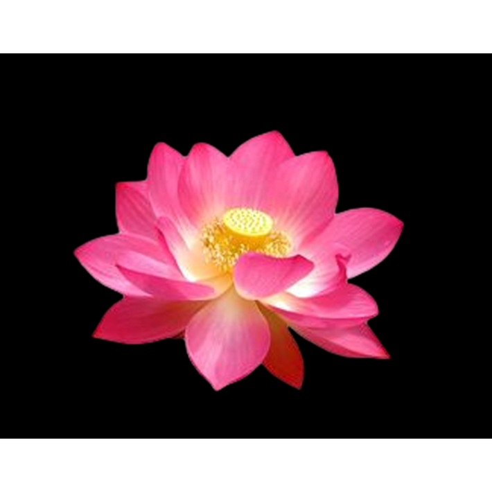(HÌNH ủi nhiệt)-MIẾNG VÁ THỜI TRANG-TRANG TRÍ TRANG QUẦN ÁO,ÁO DÀI,ÁO YẾM,VẾT RÁCH...-ỦI TRỰC TIẾP TẠI NHÀ BẰNG BÀN ỦI
