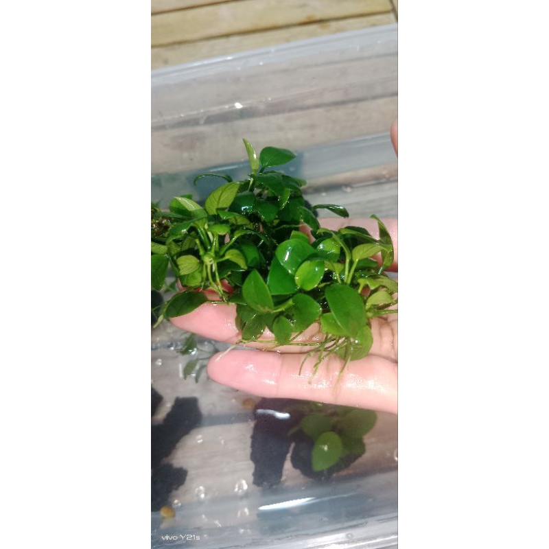 N&T Garden - Cây thủy sinh Ráy nana petite (5 thân) | Shopee Việt Nam