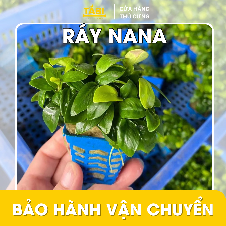 Cây Ráy Nana, Ráy Thuỷ Sinh Lá Nhỏ Trồng Cho Hồ Cá, Bể Cá Thuỷ Sinh ...