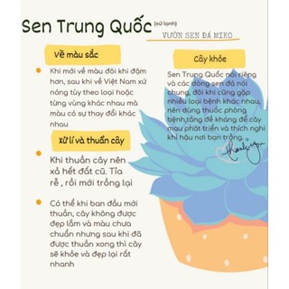 Combo 5 sen đá ngẫu nhiên không trùng loại MẦM NẮNG GARDEN  lỗi 1 đền 1