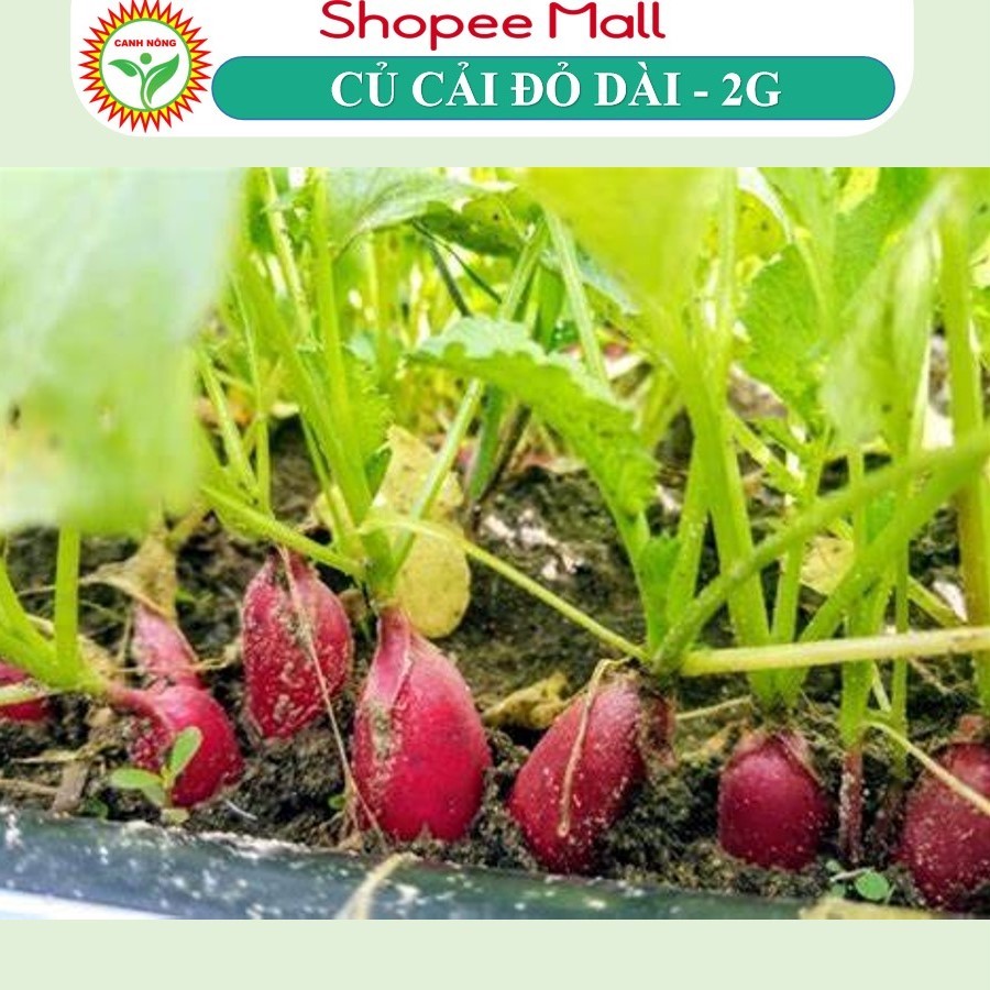 Hạt giống Củ Cải Đỏ Dài (2g~200 hạt) giống củ dài, giòn, ngọt, trồng quanh năm - Hạt giống CANH NÔNG