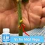 Keo kích chồi kích ki LS80 cho lan msi cây kiểng bonsai và cây ăn quả