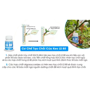 Keo kích chồi kích ki LS80 cho lan msi cây kiểng bonsai và cây ăn quả