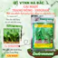 Hạt giống Cải ngọt Trang Nông (100gram), hạt giống nảy mầm tốt, năng suất cao, trông quanh năm - Hạt giống Hà Bắc
