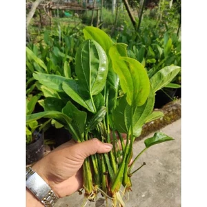 lan nước (Bách thủy tiên)