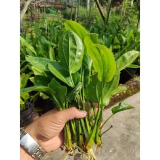 lan nước (Bách thủy tiên)