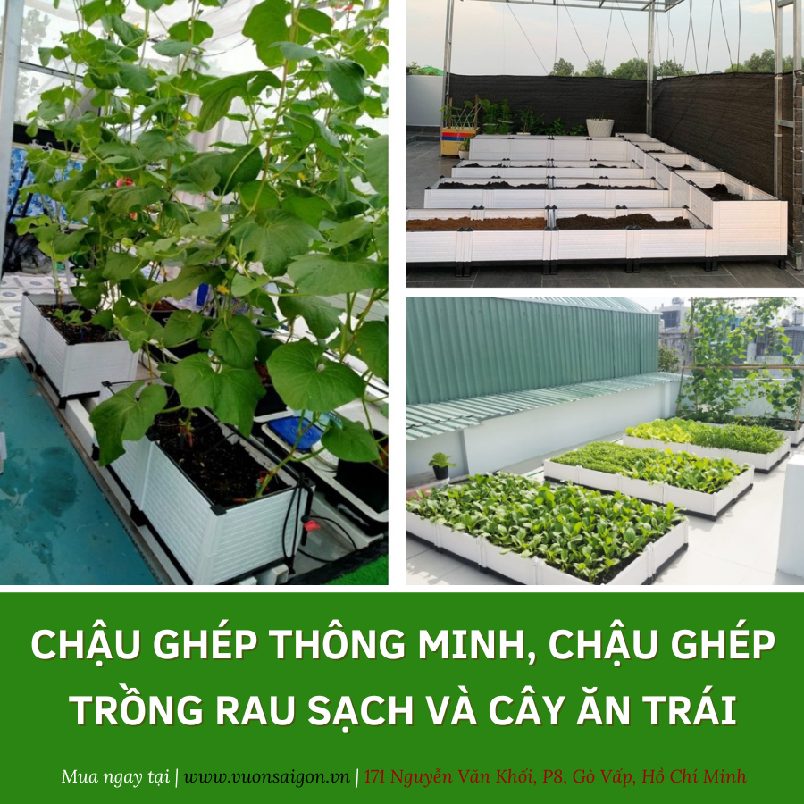 Chậu ghép thông minh, chậu ghép trồng rau sạch và cây ăn trái 8