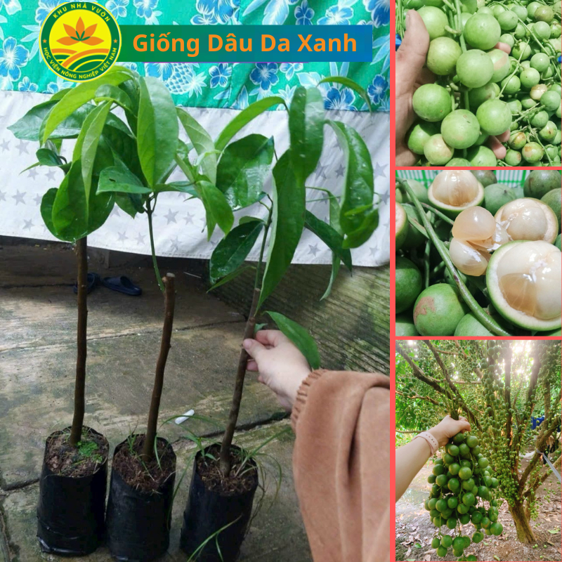 Cây giống Dâu Da Xanh Siêu Quả, Dâu Đất Miền Nam, Giống Cây Siêu Trái ...