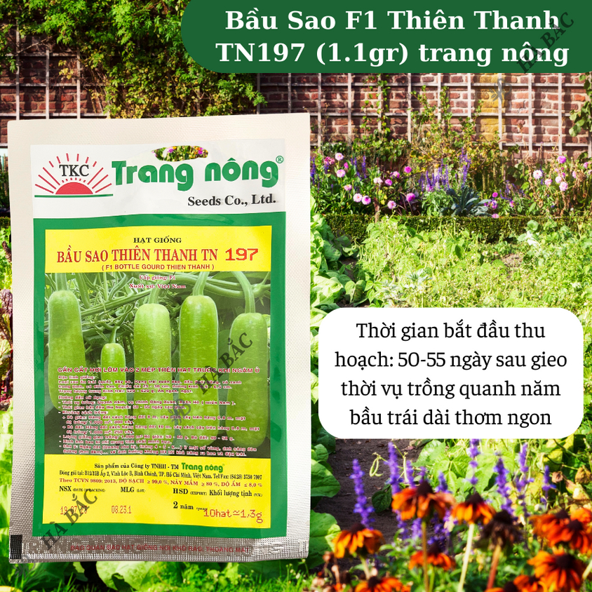 Bầu Sao F1 Thiên Thanh TN397 - TN197 (1.1gr), hạt giống nảy mầm tốt, năng suất cao, trông quanh năm - Hạt giống Hà Bắc