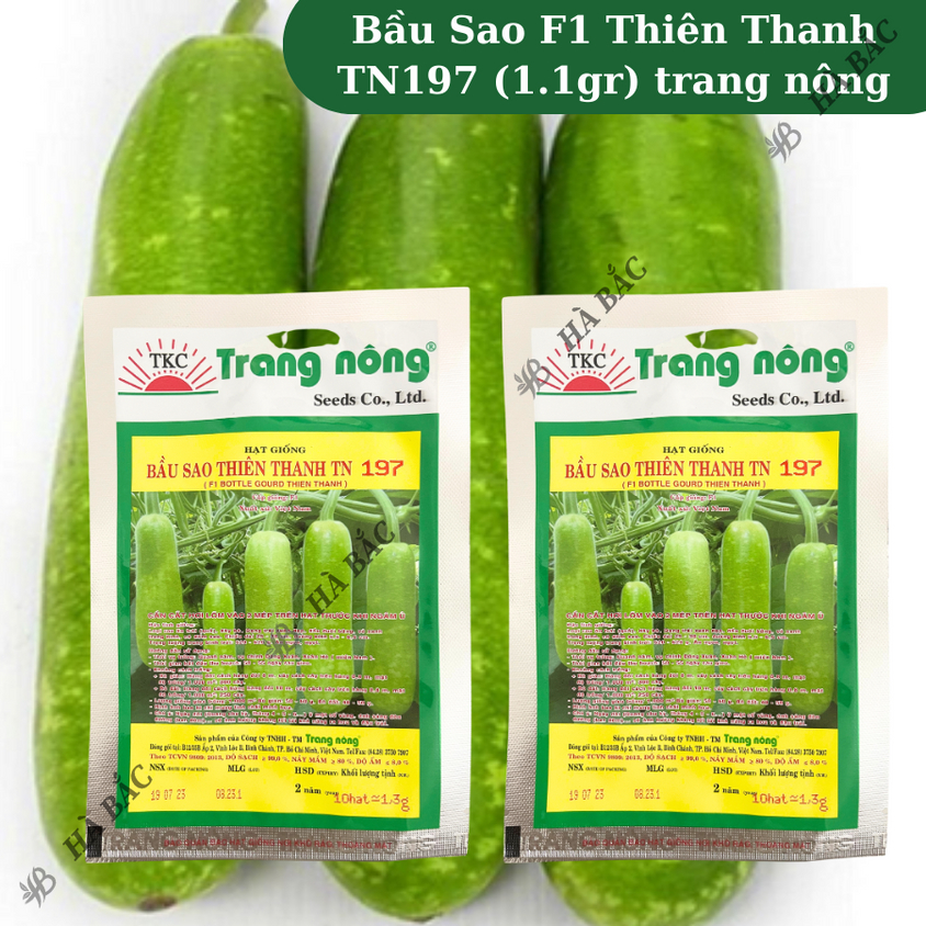 Bầu Sao F1 Thiên Thanh TN397 - TN197 (1.1gr), hạt giống nảy mầm tốt, năng suất cao, trông quanh năm - Hạt giống Hà Bắc