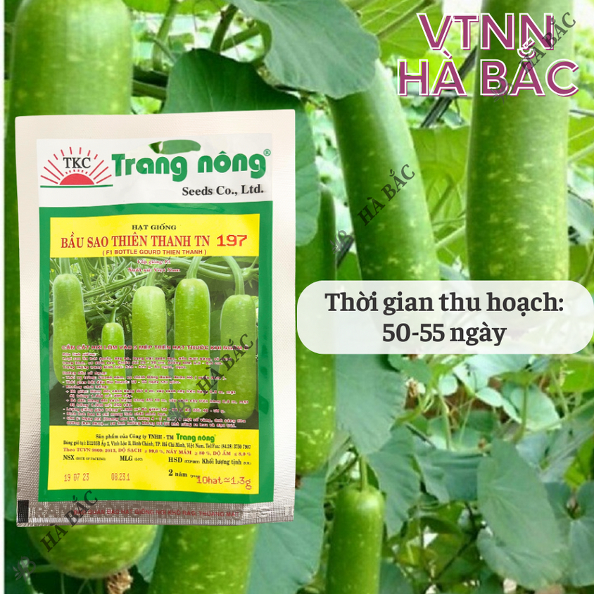 Bầu Sao F1 Thiên Thanh TN397 - TN197 (1.1gr), hạt giống nảy mầm tốt, năng suất cao, trông quanh năm - Hạt giống Hà Bắc