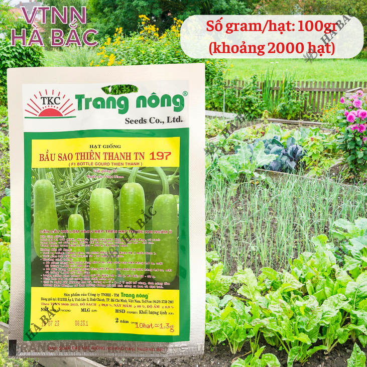 Bầu Sao F1 Thiên Thanh TN397 - TN197 (1.1gr), hạt giống nảy mầm tốt, năng suất cao, trông quanh năm - Hạt giống Hà Bắc