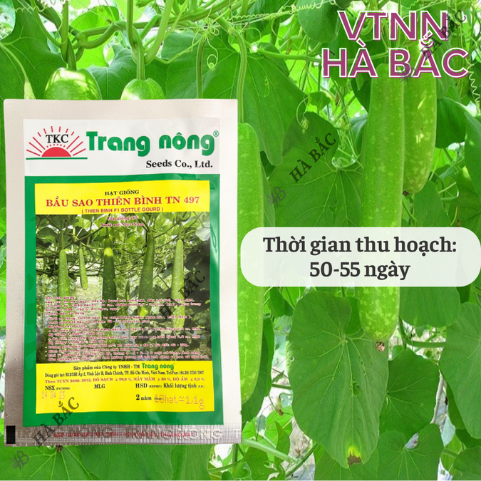 Bầu Sao Thiên Bình F1 TRANG NÔNG TN497 (1.1gr), hạt giống nảy mầm tốt, năng suất cao, trông quanh năm - Hạt giống Hà Bắc