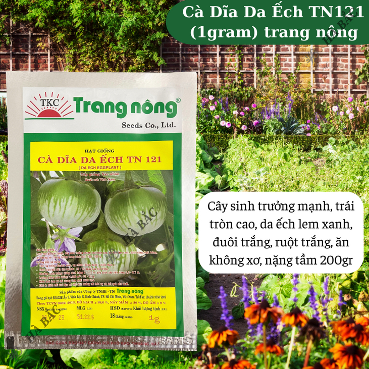 Cà Dĩa Da Ếch TN121 (1gr) Trang Nông, hạt giống nảy mầm tốt, năng suất cao, trông quanh năm - Hạt giống Hà Bắc