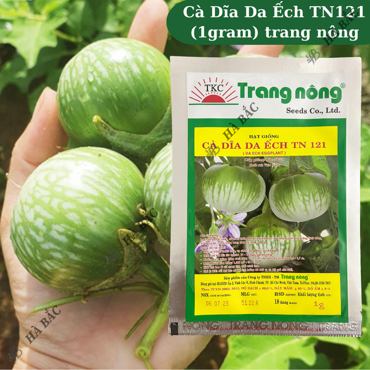 Cà Dĩa Da Ếch TN121 (1gr) Trang Nông, hạt giống nảy mầm tốt, năng suất cao, trông quanh năm - Hạt giống Hà Bắc