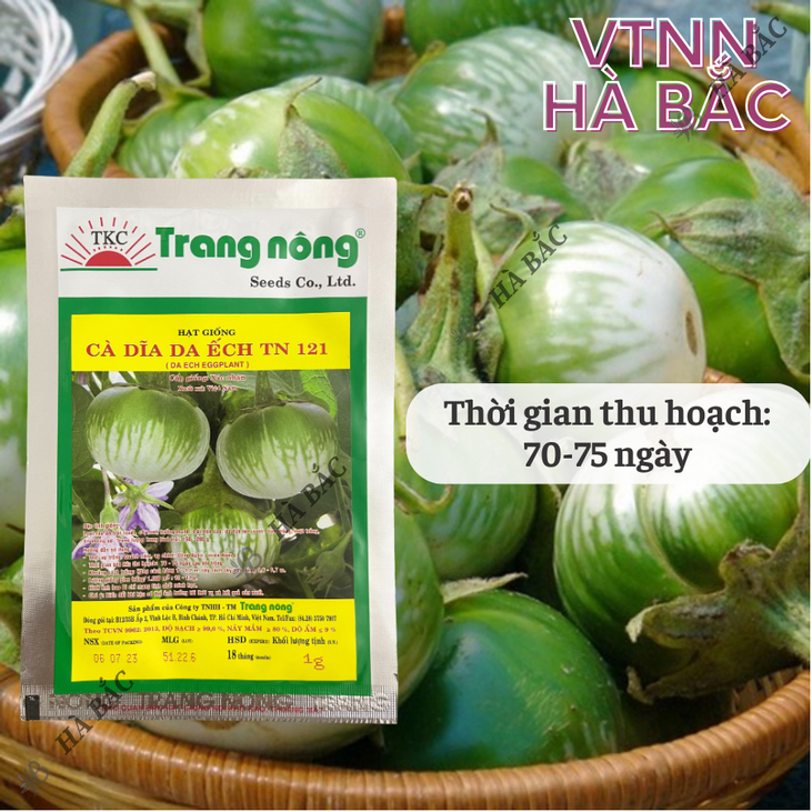 Cà Dĩa Da Ếch TN121 (1gr) Trang Nông, hạt giống nảy mầm tốt, năng suất cao, trông quanh năm - Hạt giống Hà Bắc