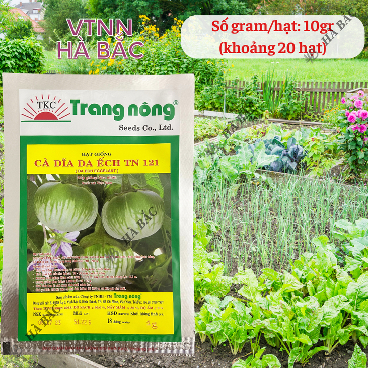 Cà Dĩa Da Ếch TN121 (1gr) Trang Nông, hạt giống nảy mầm tốt, năng suất cao, trông quanh năm - Hạt giống Hà Bắc