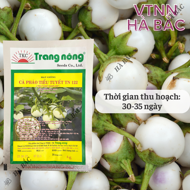 Cà Pháo Tiểu Tuyết TN122 (1gr) Trang Nông, hạt giống nảy mầm tốt, năng suất cao, trông quanh năm - Hạt giống Hà Bắc