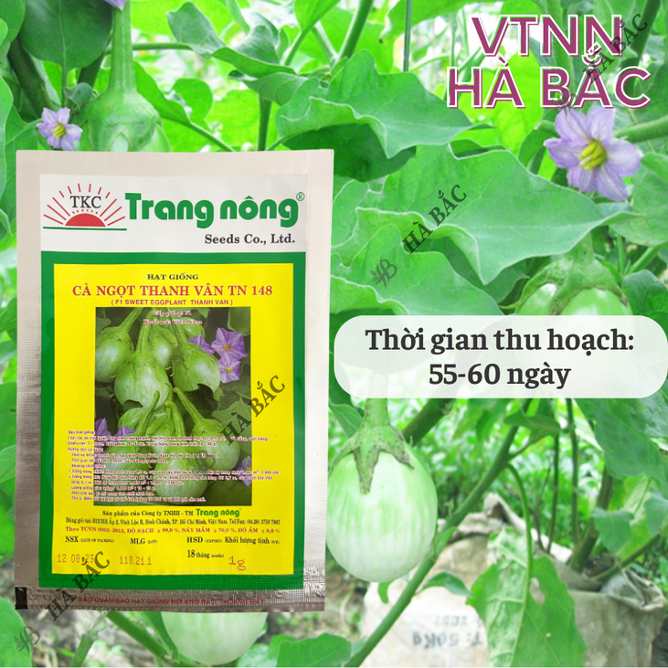 Cà ngọt F1 Thanh Vân TN148 (1gr) Trang Nông, hạt giống nảy mầm tốt, năng suất cao, trông quanh năm - Hạt giống Hà Bắc