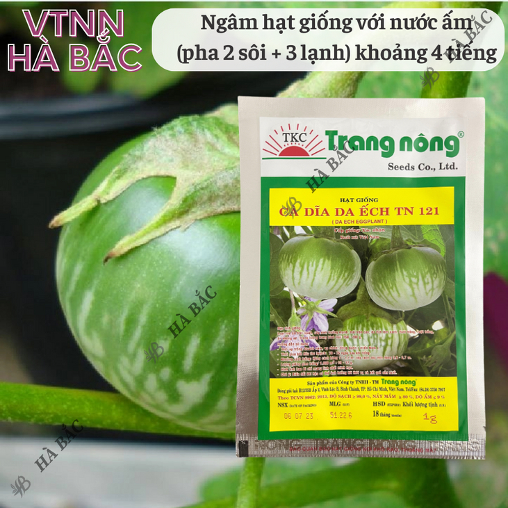 Cà Dĩa Da Ếch TN121 (1gr) Trang Nông, hạt giống nảy mầm tốt, năng suất cao, trông quanh năm - Hạt giống Hà Bắc