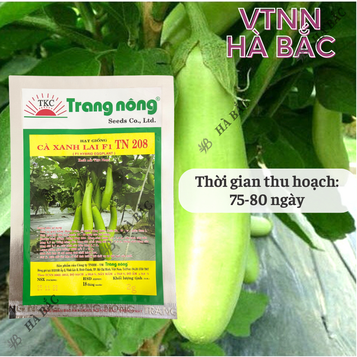 Cà Xanh Lai F1 TN208 (2gr) Trang Nông, hạt giống nảy mầm tốt, năng suất cao, trông quanh năm - Hạt giống Hà Bắc