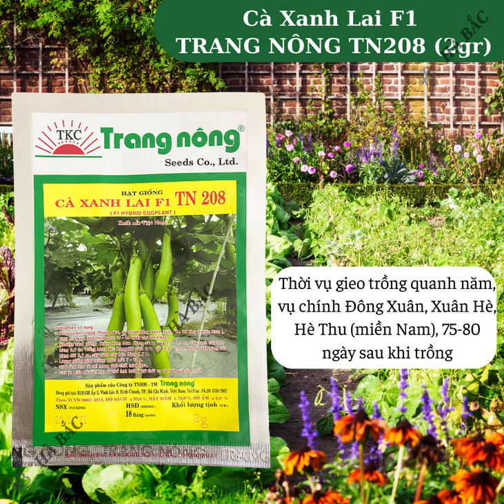 Cà Xanh Lai F1 TN208 (2gr) Trang Nông, hạt giống nảy mầm tốt, năng suất cao, trông quanh năm - Hạt giống Hà Bắc