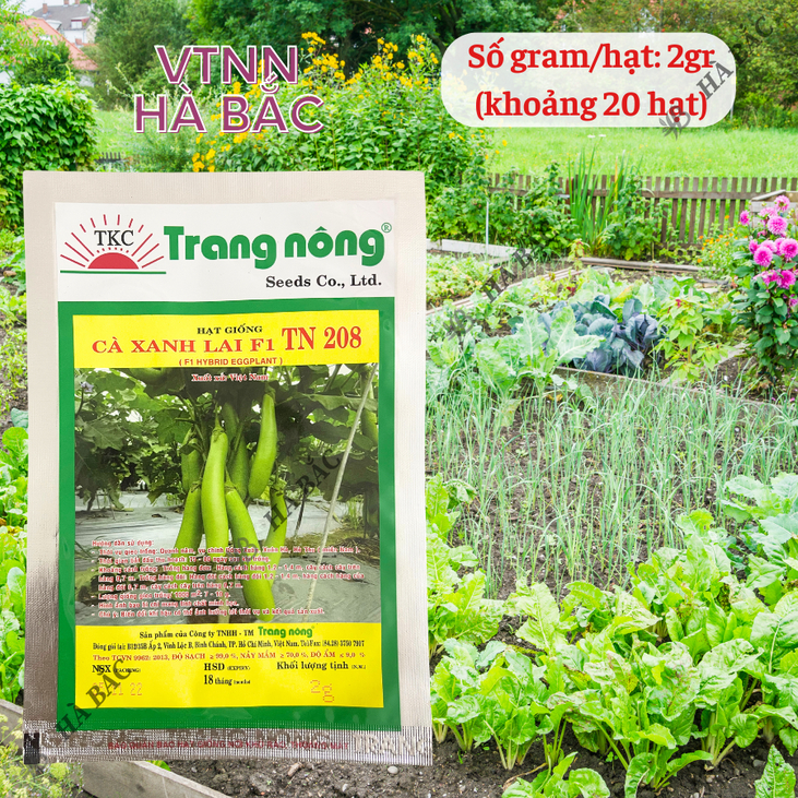 Cà Xanh Lai F1 TN208 (2gr) Trang Nông, hạt giống nảy mầm tốt, năng suất cao, trông quanh năm - Hạt giống Hà Bắc