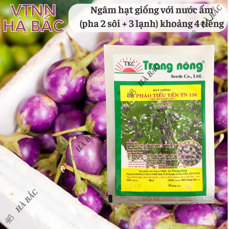 Cà Pháo Tím Tiểu Yến TN136 (1gr) Trang Nông, hạt giống nảy mầm tốt, năng suất cao, trông quanh năm - Hạt giống Hà Bắc