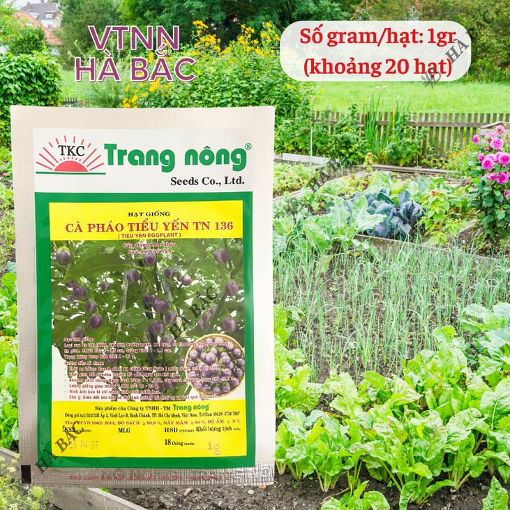 Cà Pháo Tím Tiểu Yến TN136 (1gr) Trang Nông, hạt giống nảy mầm tốt, năng suất cao, trông quanh năm - Hạt giống Hà Bắc
