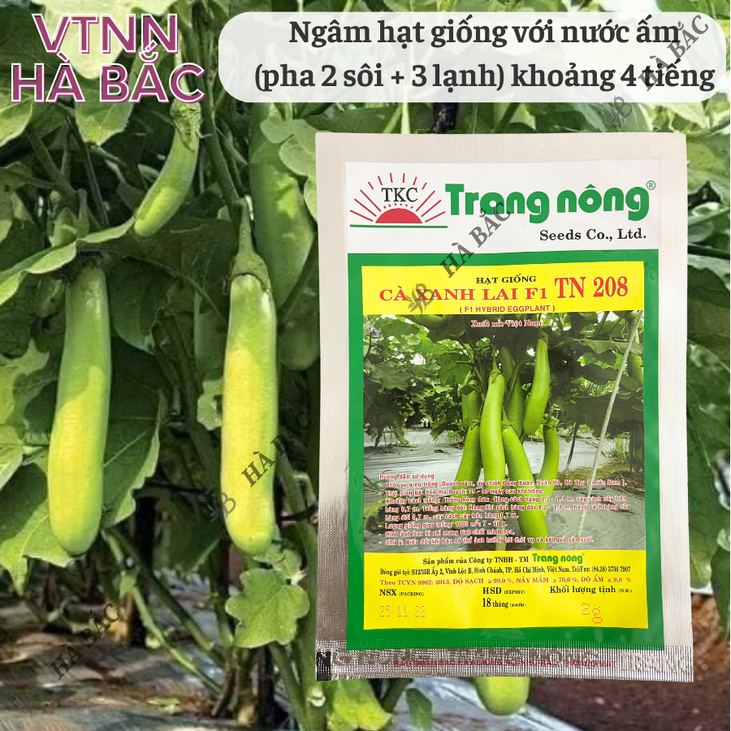 Cà Xanh Lai F1 TN208 (2gr) Trang Nông, hạt giống nảy mầm tốt, năng suất cao, trông quanh năm - Hạt giống Hà Bắc
