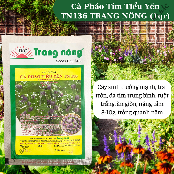 Cà Pháo Tím Tiểu Yến TN136 (1gr) Trang Nông, hạt giống nảy mầm tốt, năng suất cao, trông quanh năm - Hạt giống Hà Bắc