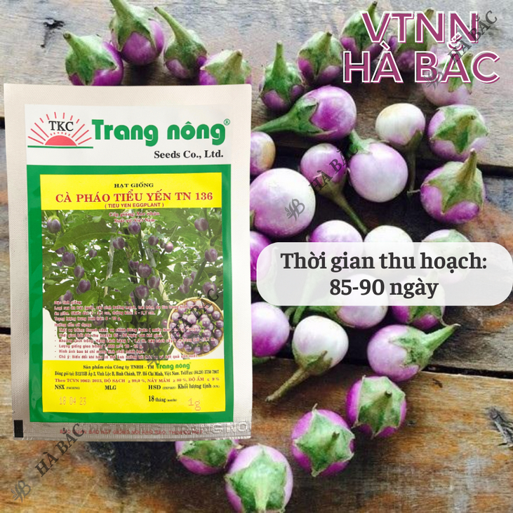 Cà Pháo Tím Tiểu Yến TN136 (1gr) Trang Nông, hạt giống nảy mầm tốt, năng suất cao, trông quanh năm - Hạt giống Hà Bắc
