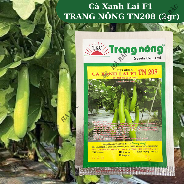Cà Xanh Lai F1 TN208 (2gr) Trang Nông, hạt giống nảy mầm tốt, năng suất cao, trông quanh năm - Hạt giống Hà Bắc