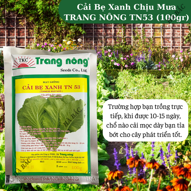 Cải Bẹ Xanh Chịu Mưa TRANG NÔNG TN53 (100gr), hạt giống nảy mầm tốt, năng suất cao, trông quanh năm - Hạt giống Hà Bắc