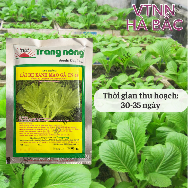 Cải Bẹ Xanh Mào Gà TN41 (100gr) Trang Nông, hạt giống nảy mầm tốt, năng suất cao, trông quanh năm - Hạt giống Hà Bắc