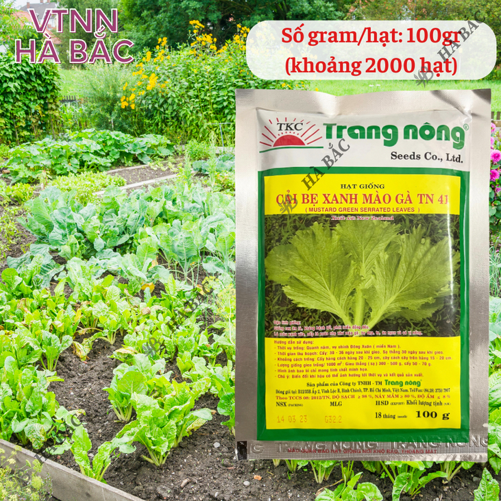 Cải Bẹ Xanh Mào Gà TN41 (100gr) Trang Nông, hạt giống nảy mầm tốt, năng suất cao, trông quanh năm - Hạt giống Hà Bắc