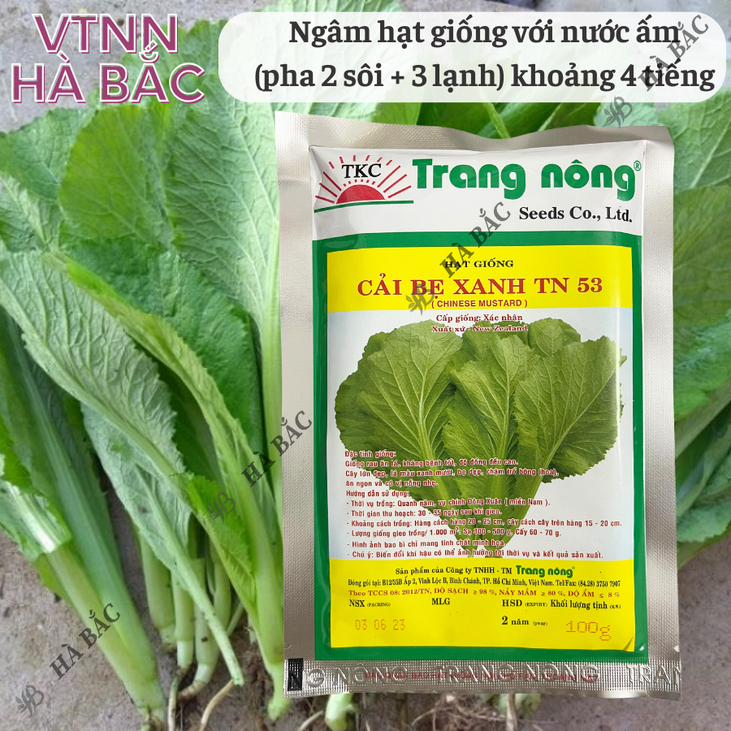 Cải Bẹ Xanh Chịu Mưa TRANG NÔNG TN53 (100gr), hạt giống nảy mầm tốt, năng suất cao, trông quanh năm - Hạt giống Hà Bắc