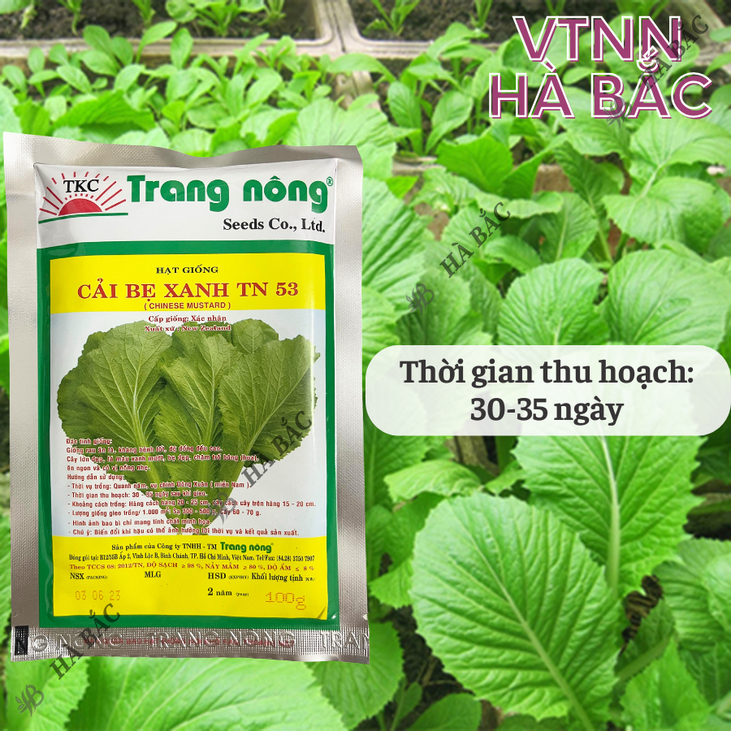 Cải Bẹ Xanh Chịu Mưa TRANG NÔNG TN53 (100gr), hạt giống nảy mầm tốt, năng suất cao, trông quanh năm - Hạt giống Hà Bắc