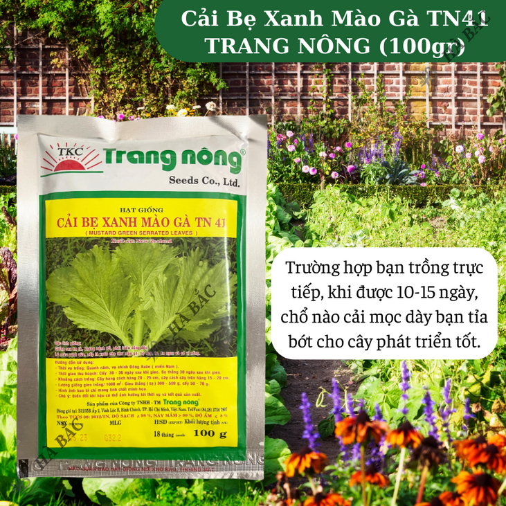 Cải Bẹ Xanh Mào Gà TN41 (100gr) Trang Nông, hạt giống nảy mầm tốt, năng suất cao, trông quanh năm - Hạt giống Hà Bắc