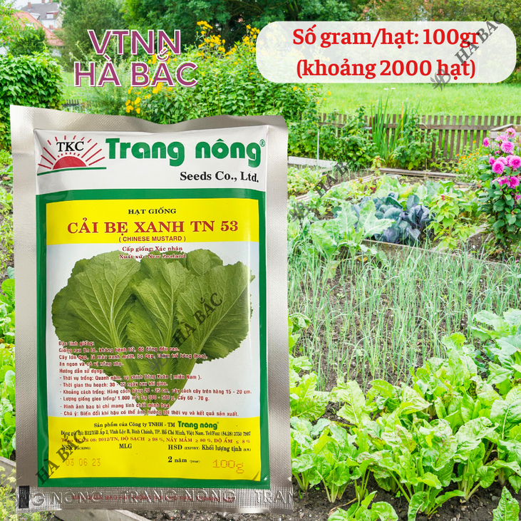 Cải Bẹ Xanh Chịu Mưa TRANG NÔNG TN53 (100gr), hạt giống nảy mầm tốt, năng suất cao, trông quanh năm - Hạt giống Hà Bắc