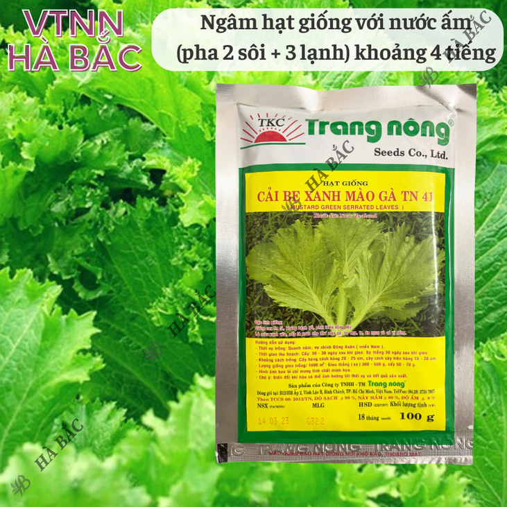 Cải Bẹ Xanh Mào Gà TN41 (100gr) Trang Nông, hạt giống nảy mầm tốt, năng suất cao, trông quanh năm - Hạt giống Hà Bắc