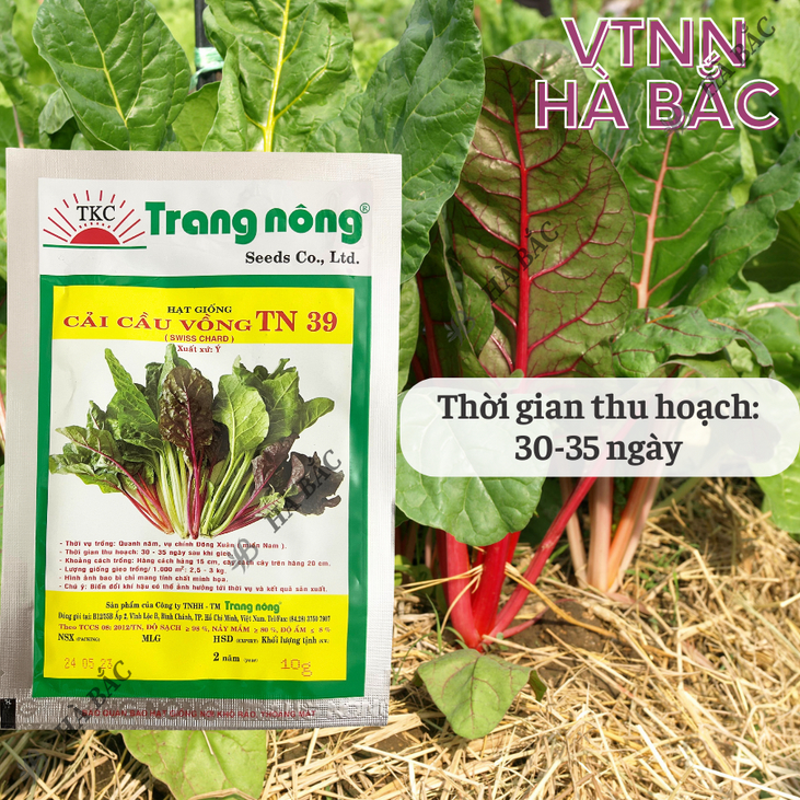 Cải Cầu Vồng TN39 (10gr) Trang Nông, hạt giống nảy mầm tốt, năng suất cao, trông quanh năm - Hạt giống Hà Bắc