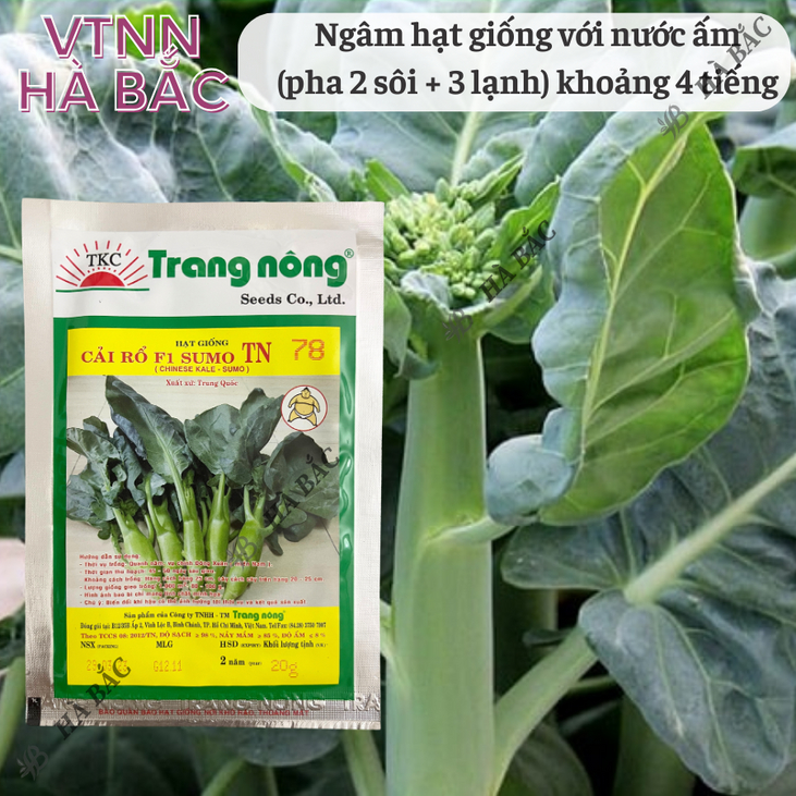 Cải Rổ Thân To TN78 (20gr) Trang Nông, hạt giống nảy mầm tốt, năng suất cao, trông quanh năm - Hạt giống Hà Bắc