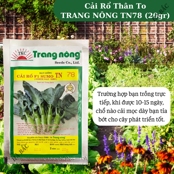 Cải Rổ Thân To TN78 (20gr) Trang Nông, hạt giống nảy mầm tốt, năng suất cao, trông quanh năm - Hạt giống Hà Bắc