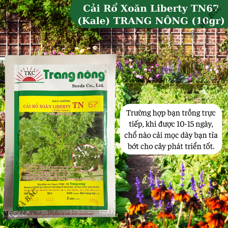 Cải Rổ Xoăn Liberty TN67 (Kale) (10gr) Trang Nông, hạt giống nảy mầm tốt, năng suất cao - Hạt giống Hà Bắc
